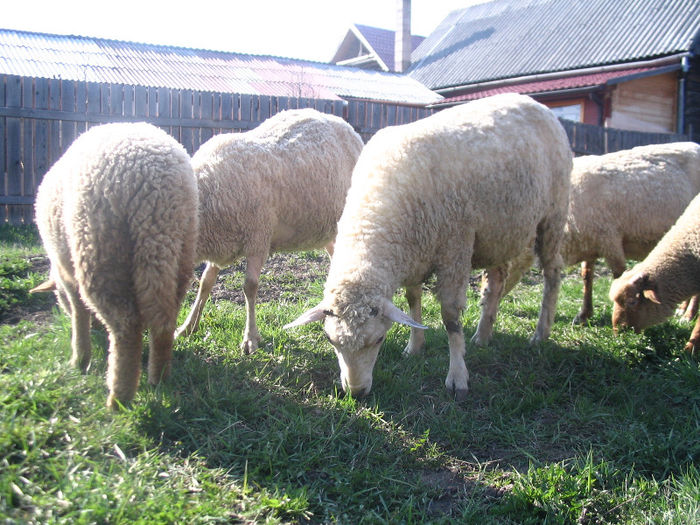 IMG_1869 - Miei si oi 2013