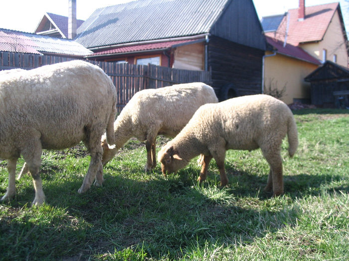 IMG_1870 - Miei si oi 2013