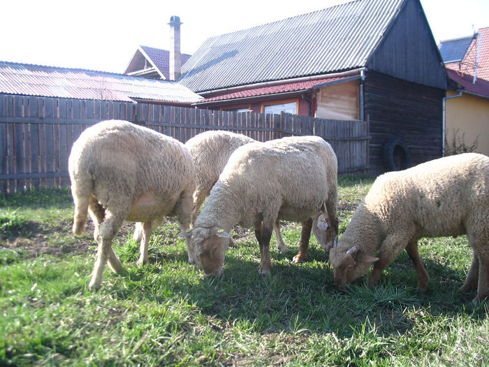 IMG_1875 - Miei si oi 2013