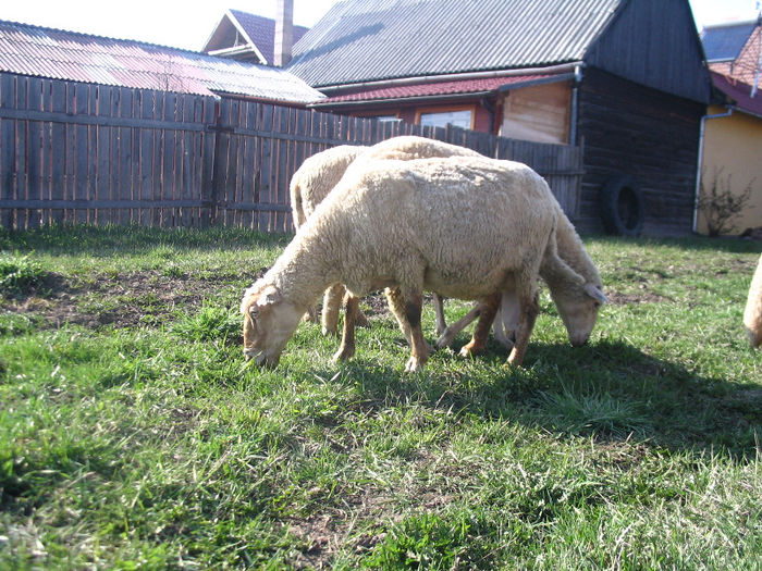 IMG_1876 - Miei si oi 2013