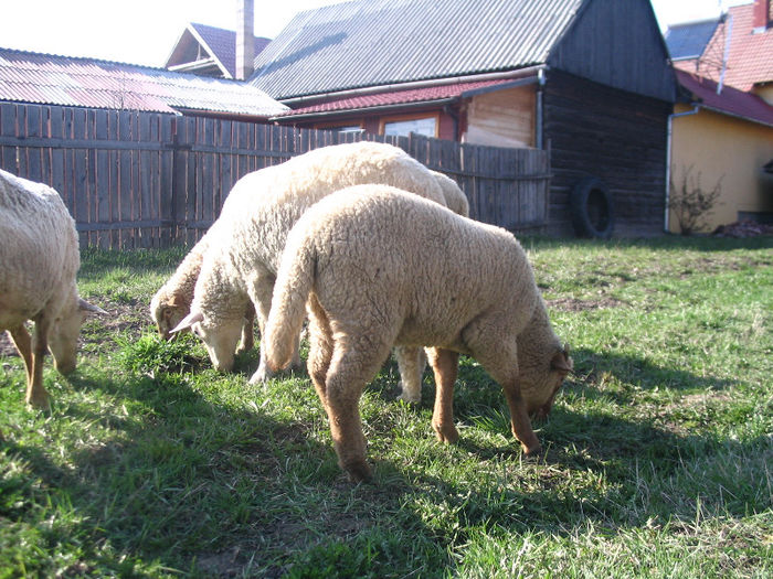 IMG_1880 - Miei si oi 2013