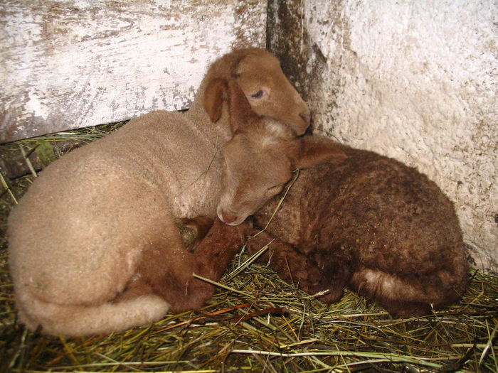 Miei de 3 zile - Miei si oi 2013