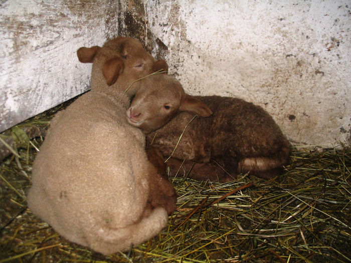 Miei de 3 zile - Miei si oi 2013