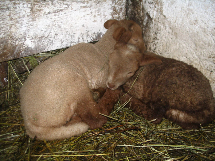 Miei de 3 zile - Miei si oi 2013