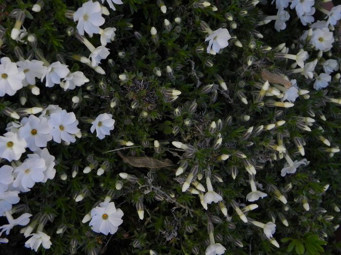 phlox subulata