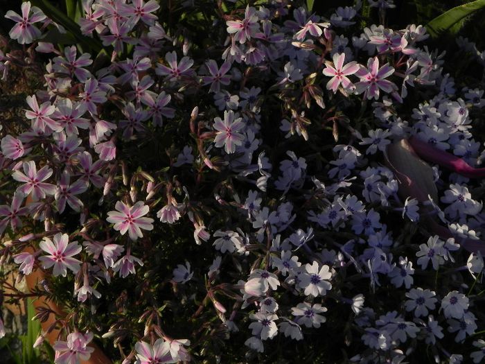 phlox subulata