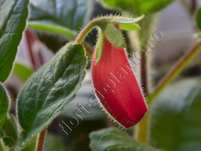 Sinningia Seminole - GLOXINIA _ SINNINGIA__NEWS 2013