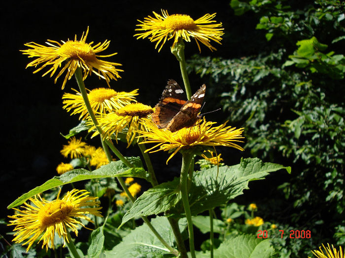 yellowflowers - DORINTE