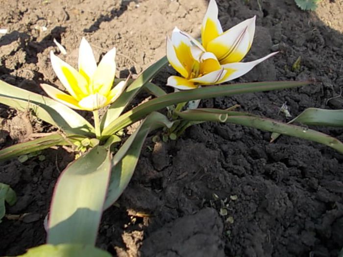 Copy (2) of Copy of Picture 004