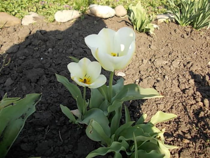 Copy (2) of Picture 008