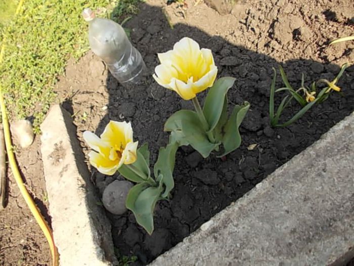 Copy (2) of Picture 011