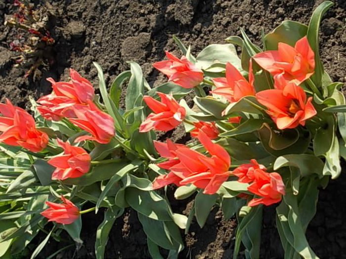 Copy (2) of Picture 021