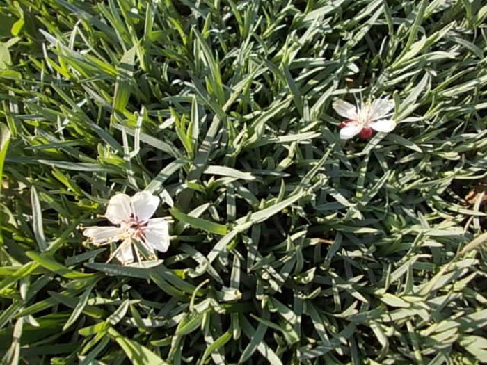 Copy (2) of Picture 033