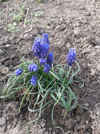 Muscari