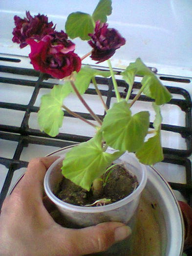 Fotogr.0851 - flori de ghiveci