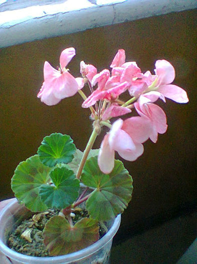 Fotogr.0857