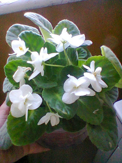 Fotogr.0859
