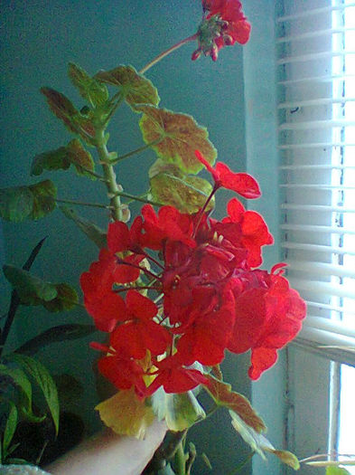 Fotogr.0860 - flori de ghiveci
