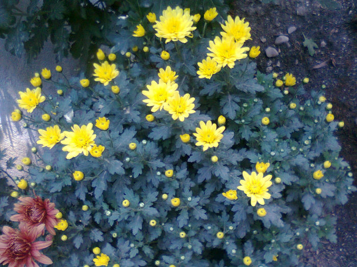 Fotografie1295 - Crizanteme-tufanici