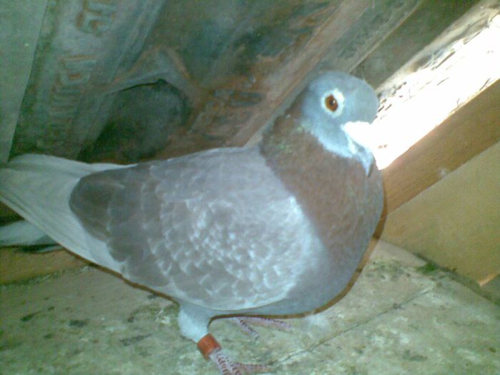 19042013(006) - Voiajori