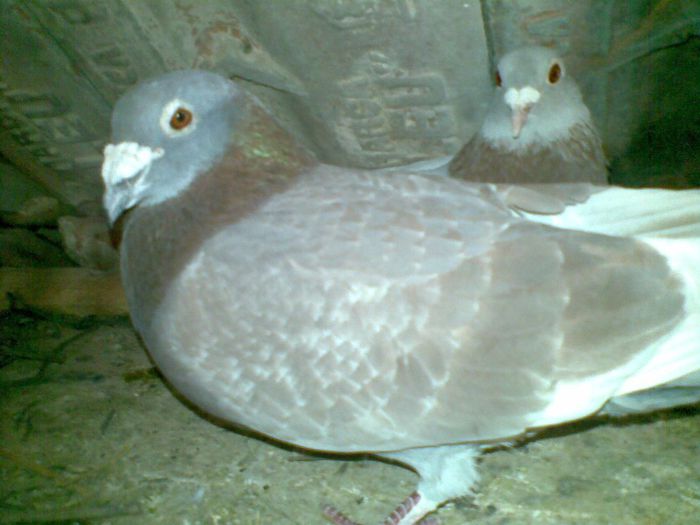 19042013(010) - Voiajori