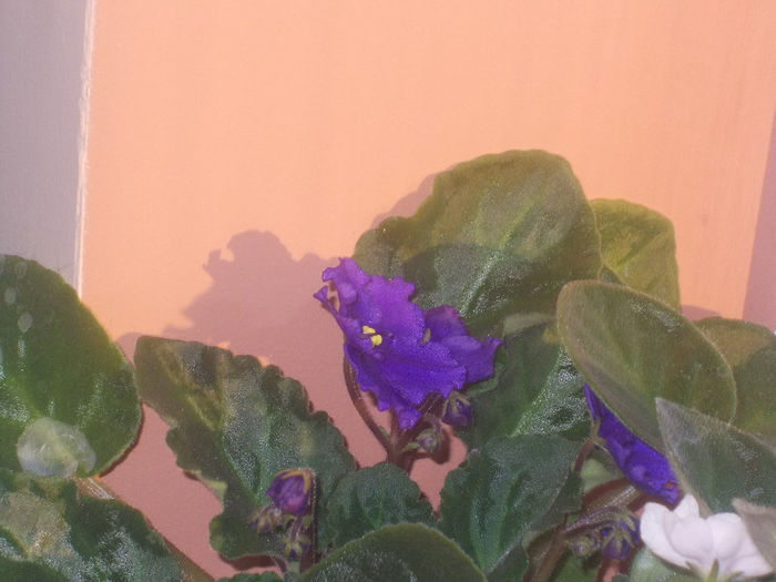 DSCN8158_3629 - Florile mele