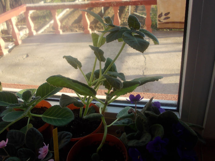 DSCN8143_3614 - Florile mele