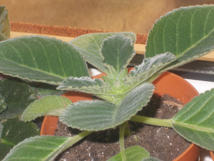 DSCN8144_3615 - Florile mele