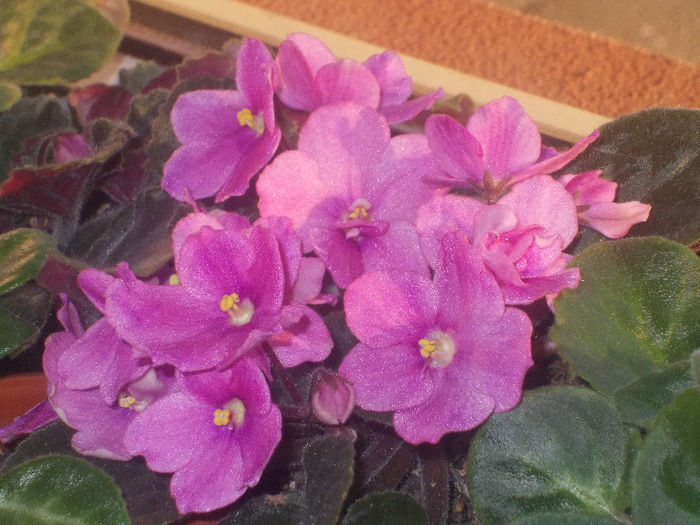 DSCN8147_3618 - Florile mele