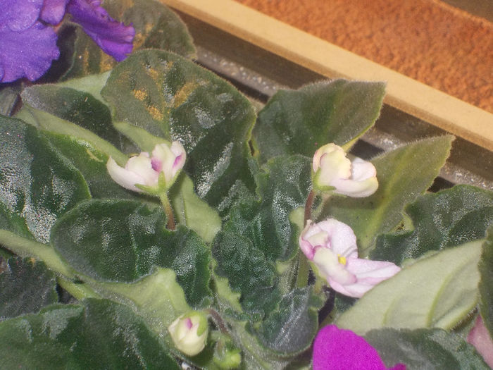 DSCN8149_3620 - Florile mele