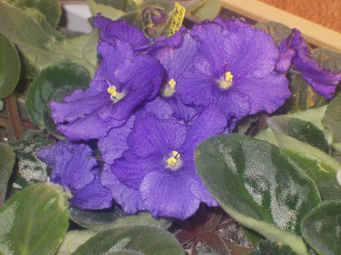 DSCN8150_3621 - Florile mele