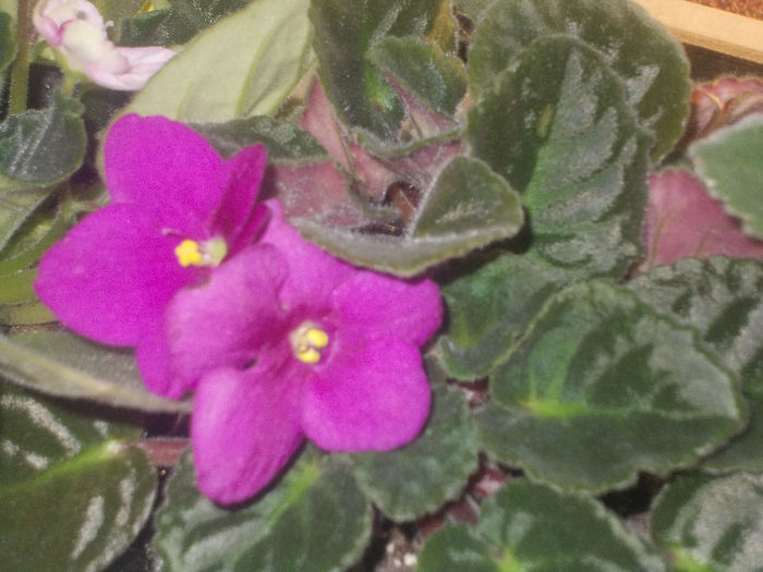 DSCN8154_3625 - Florile mele