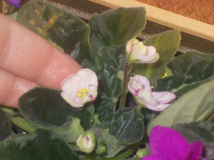 DSCN8156_3627 - Florile mele