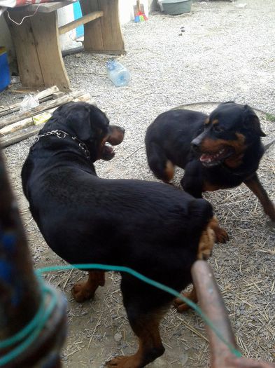 Faceau si ei cunostinta