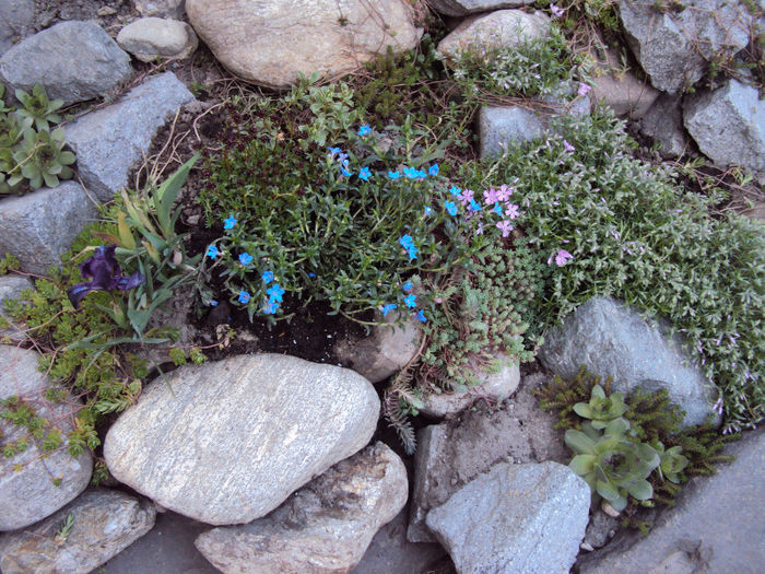 phlox cu lithodora - Stancarie