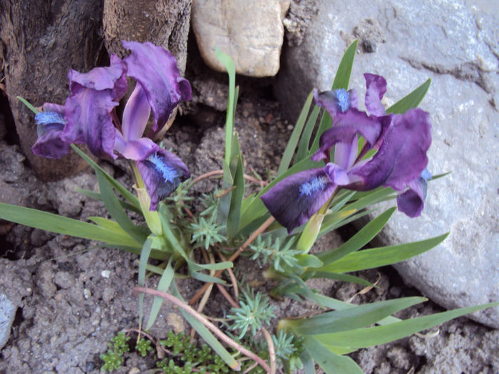 iris pitic - Stancarie