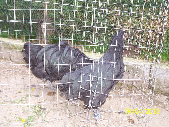 100_5443 - 2013 Australorp III