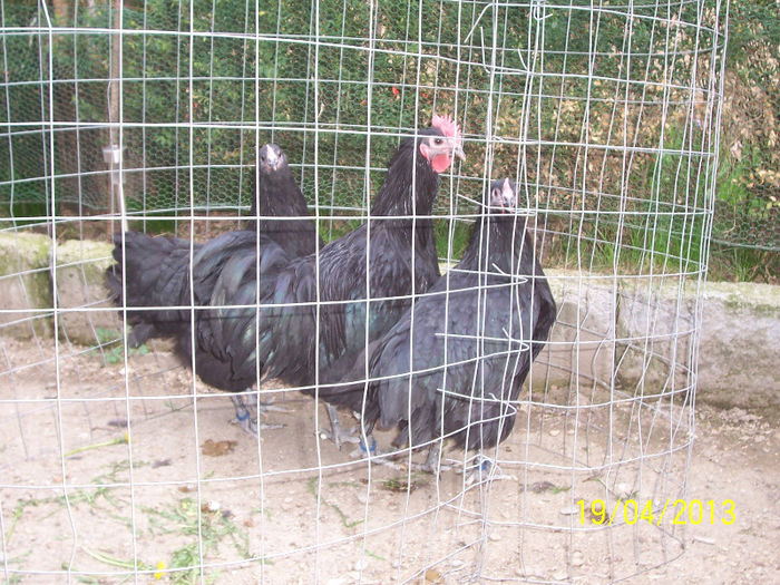 100_5444 - 2013 Australorp III