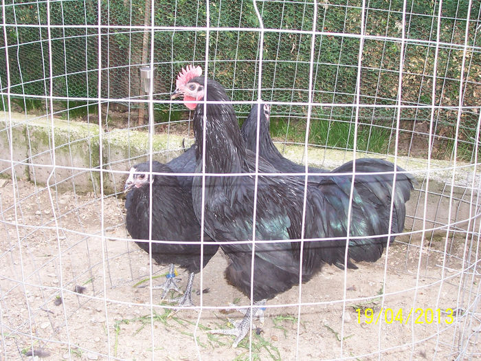 100_5446 - 2013 Australorp III