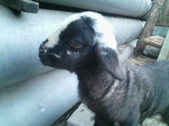 un nou membru in familie