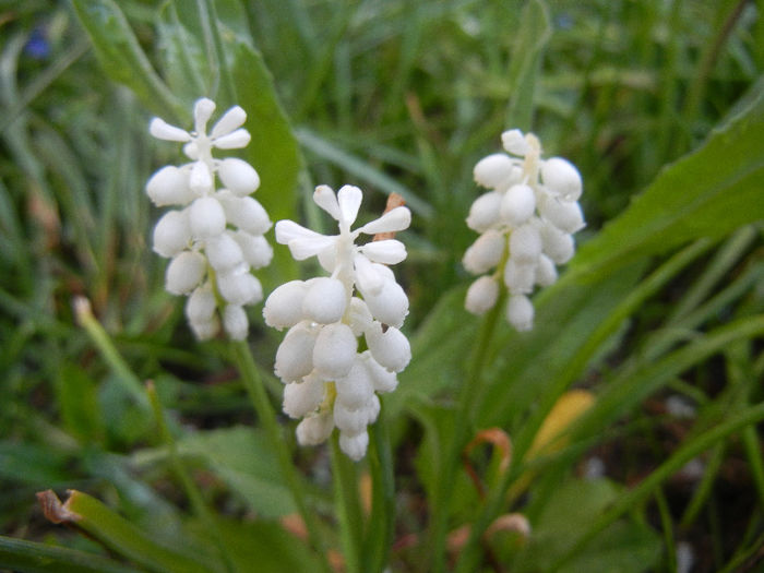 Muscari botryoides Album (2013, Apr.19) - Muscari Album