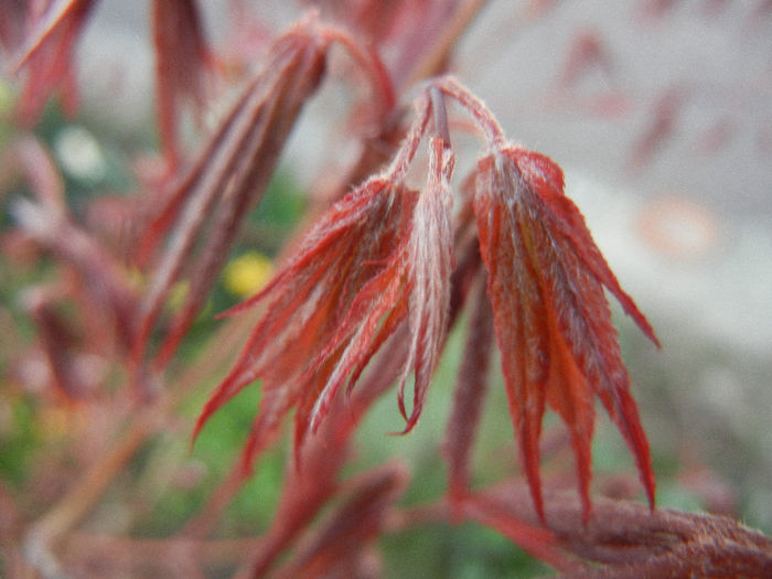 Acer palmatum Bloodgood (2013, Apr.19)