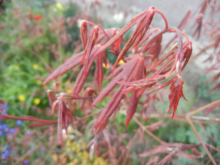 Acer palmatum Bloodgood (2013, Apr.19)
