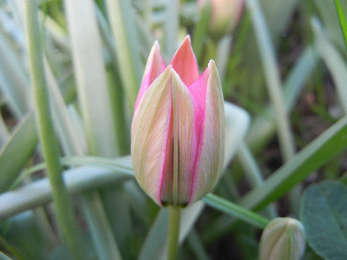 Tulipa Little Beauty (2013, April 19) - Tulipa Little Beauty
