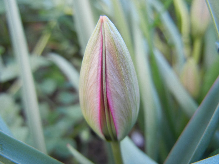 Tulipa Little Beauty (2013, April 19) - Tulipa Little Beauty