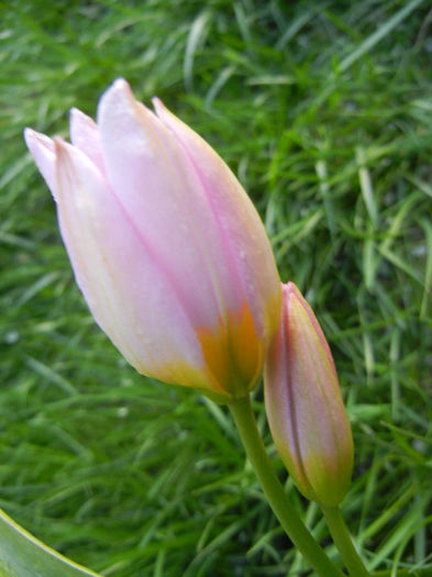 Tulipa Lilac Wonder (2013, April 19)