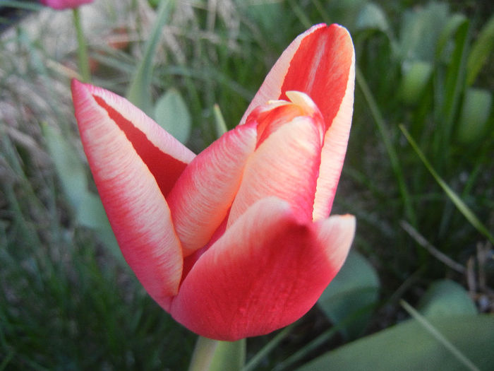 Tulipa Leen van der Mark (2013, April 19) - Tulipa Leen van der Mark