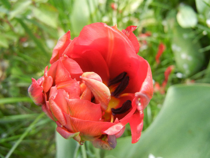 Tulipa Red (2013, April 19)