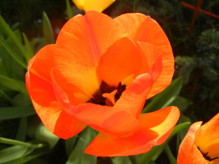 Tulipa Orange Bowl (2013, April 19)