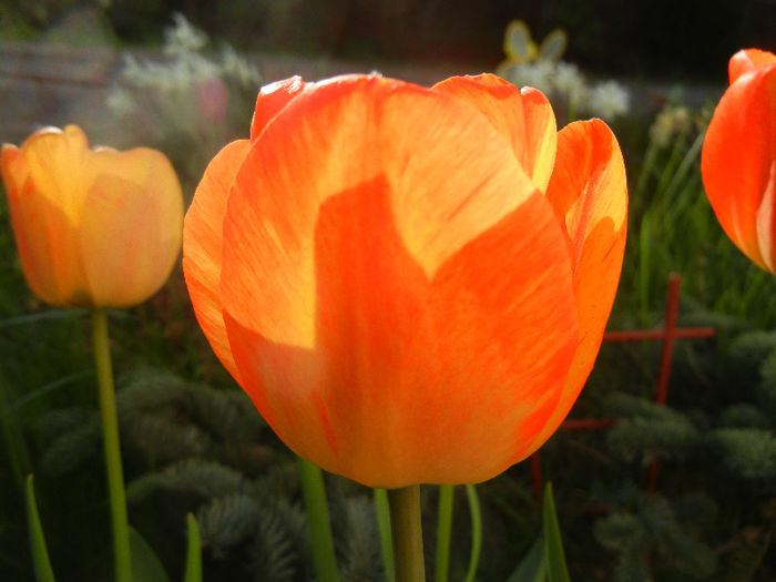 Tulipa Orange Bowl (2013, April 19)